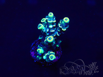 WYSIWYG Acropora Marikultur akklimatisiert LED