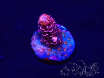 WYSIWYG Acropora Mariculture acclimaté led