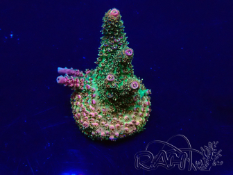 WYSIWYG Acropora millepora 15J5 Mariculture acclimaté led