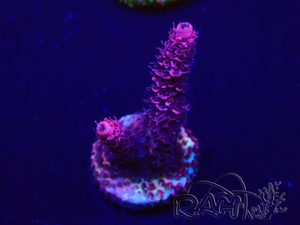 WYSIWYG Acropora Mariculture acclimaté led