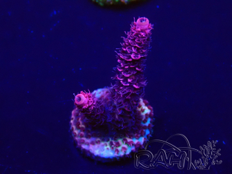 WYSIWYG Acropora Mariculture acclimaté led