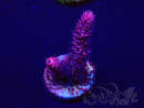 WYSIWYG Acropora 15J8 Mariculture acclimaté led