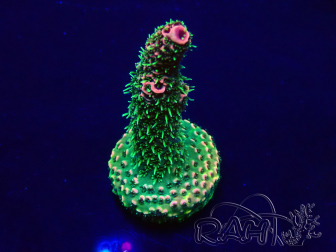 WYSIWYG Acropora Marikultur akklimatisiert LED