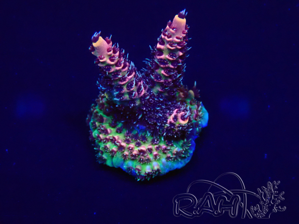 WYSIWYG Acropora Maricultura aclimatado LED