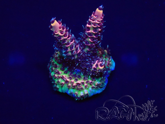 WYSIWYG Acropora Maricultura aclimatado LED