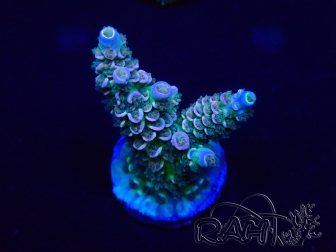 WYSIWYG Acropora tenuis Mariculture acclimated LED