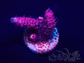 WYSIWYG Acropora millepora Mariculture acclimated LED