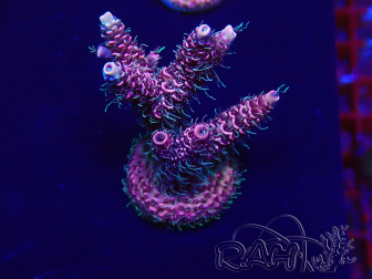 WYSIWYG Acropora millepora mariculture acclimated LED