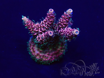 WYSIWYG Acropora acclimaté led