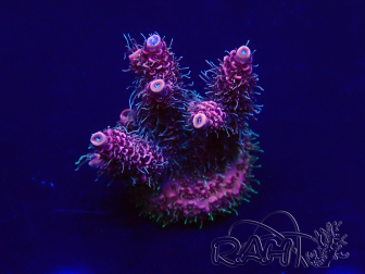 WYSIWYG Acropora 15K9 Mariculture acclimaté led
