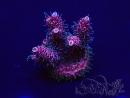 WYSIWYG AcroporaMariculture acclimated LED