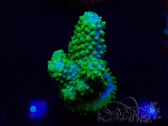 WYSIWYG Acropora Mariculture acclimated LED