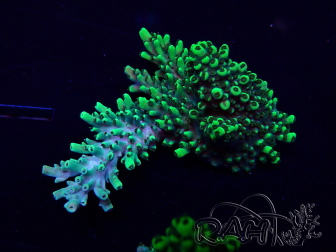 WYSIWYG Acropora 15A1 Mariculture acclimaté led