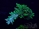 WYSIWYG Acropora Maricoltura acclimatata a LED