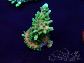 WYSIWYG Acropora Marikultur akklimatisiert LED