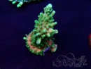 WYSIWYG Acropora Maricultuur geacclimatiseerd LED