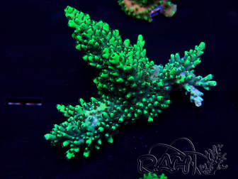 WYSIWYG Acropora 15A4 Mariculture acclimaté led