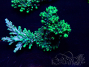 WYSIWYG AcroporaMaricoltura acclimatata a LED