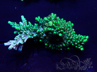 WYSIWYG Acropora Mariculture acclimaté led