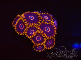 WYSIWYG - Zoanthus Red Hornet 40A1