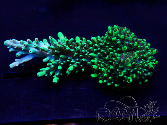 WYSIWYG Acropora Maricoltura acclimatata a LED