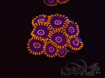 WYSIWYG - Zoanthus Red Hornet 40A3