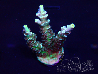 WYSIWYG Acropora Maricultured acclimated LED