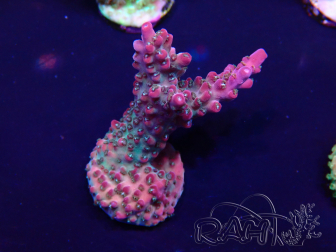 WYSIWYG Acropora acclimatata led
