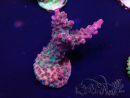 WYSIWYG Acropora acclimatata led