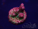 WYSIWYG Acropora hyacinthus 15A11 Mariculture acclimaté led