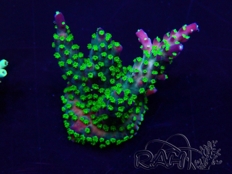 WYSIWYG Acropora Marikultur akklimatisiert LED