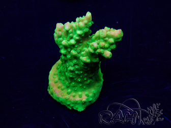 WYSIWYG Acropora Mariculture acclimated LED