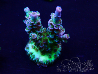 WYSIWYG Acropora tenuis Mariculture acclimated LED