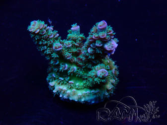 WYSIWYG Acropora tenuis 15B3 Mariculture acclimaté led