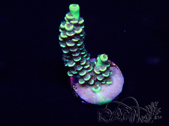 WYSIWYG Acropora akklimatisiert LED