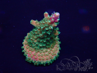 WYSIWYG Acropora Marikultur akklimatisiert LED