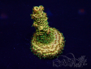 WYSIWYG Acropora Maricultura aclimatada LED