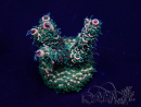 WYSIWYG Acropora akklimatisiert LED