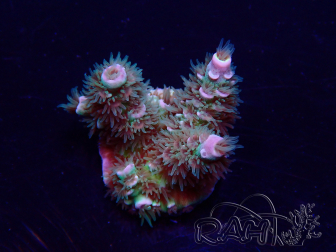 WYSIWYG Acropora Marikultur akklimatisiert LED