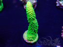 WYSIWYG Acropora 15B12 Mariculture acclimaté led