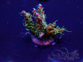 WYSIWYG Acropora Mariculture acclimated LED