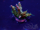 WYSIWYG Acropora 15C1 Mariculture acclimaté led