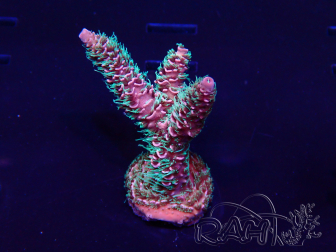 WYSIWYG Acropora Maricultuur geacclimatiseerd LED