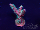WYSIWYG Acropora Maricultuur geacclimatiseerd LED