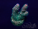 WYSIWYG Acropora tenuis Mariculture acclimated LED