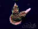 WYSIWYG Acropora Marikultur akklimatisiert LED