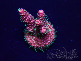 WYSIWYG Acropora 15C6 Mariculture acclimaté led