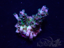 WYSIWYG Acropora tenuis 15C7 Mariculture acclimaté led