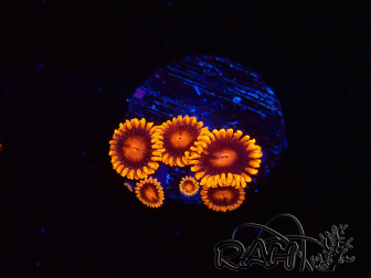 WYSIWYG - Zoanthus Bambam 40B4