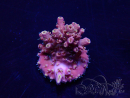 WYSIWYG Acropora tenuis Mariculture acclimated LED